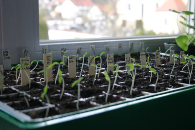Tomaten0308.jpg