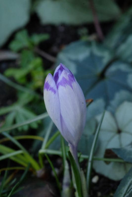 DSCF6081.JPG