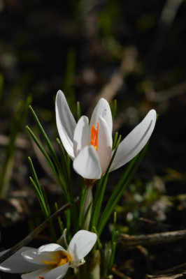 DSC_0396.JPG