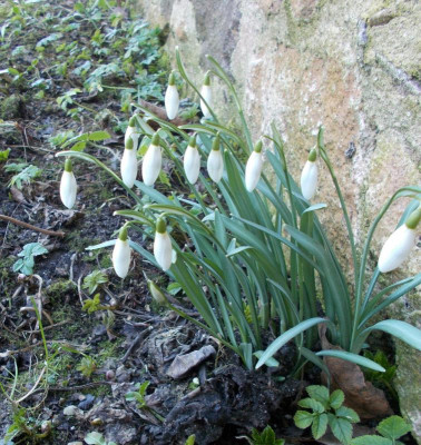 DSCN3637_Galanthus_nivalis_Oberpfalz.jpg