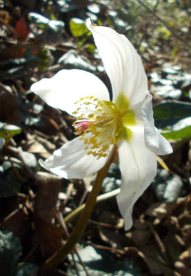 DSCN3642_Helleborus_niger.jpg