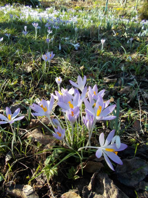 DSCN3647_Crocus_tommasianus.jpg