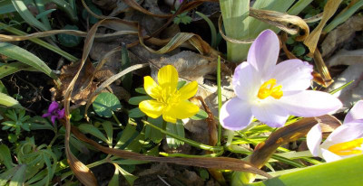 DSCN3651_Potpourri.jpg