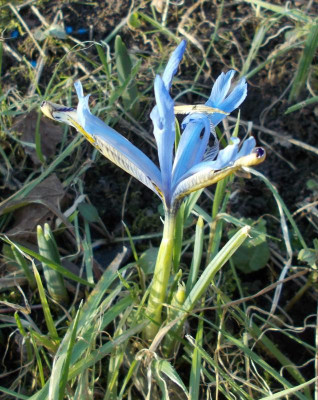 DSCN3654_Iris_Clairette.jpg
