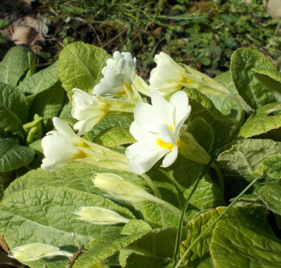 DSCN3682_Primel_weiss.jpg