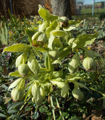 DSCN3683_Helleborus_foetidus.jpg