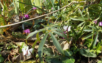 DSCN3684_Cyclamen_coum.jpg