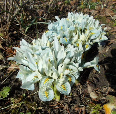 DSCN3687_Iris_Frank_Elder.jpg