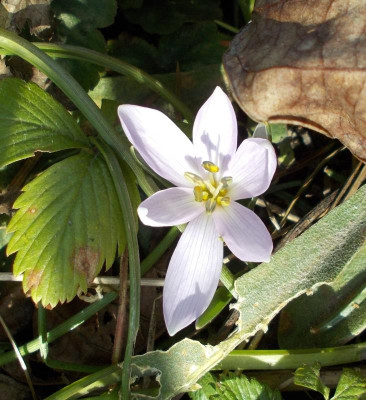 DSCN3689_Colchicum_doerfleri_Valentine.jpg