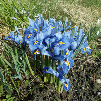 DSCN3692_Iris_Alida.jpg