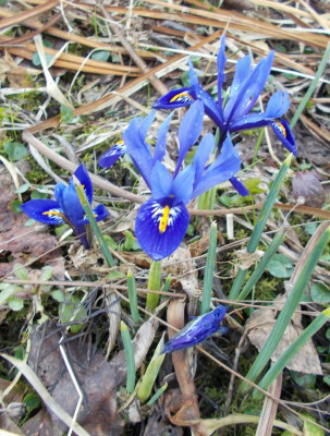 DSCN3693_Iris_cf_Harmony.jpg