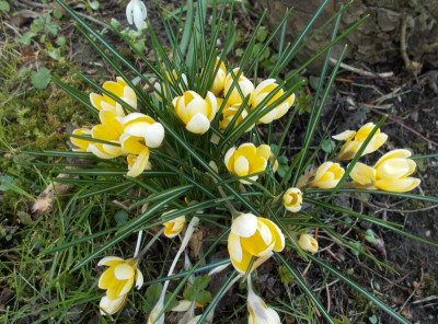 DSCN3694_Crocus.jpg