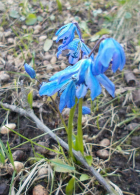 DSCN3696_Scilla.jpg