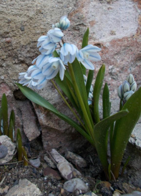 DSCN3698_Puschkinia_scilloides.jpg