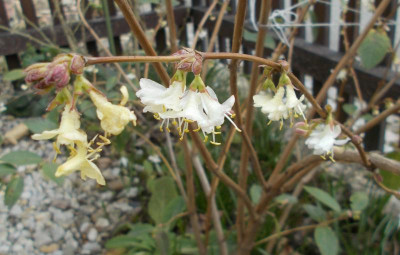 DSCN3702_Lonicera_fragrantissima.jpg