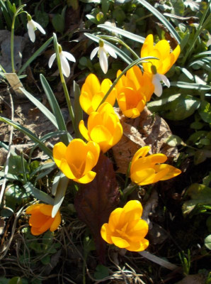 DSCN3711_Crocus_gelb.jpg