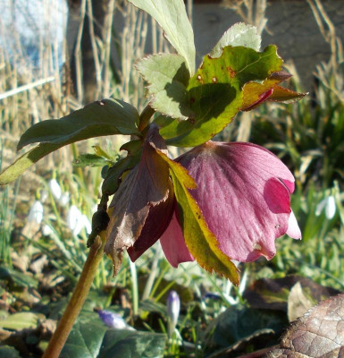 DSCN3712_Helleborus_Norna.jpg