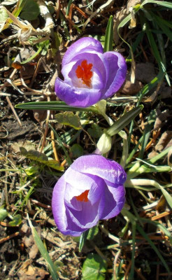 DSCN3713_Crocus_vernus_lila.jpg