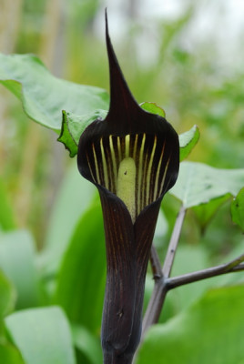 Arisaema_0321_resize.JPG