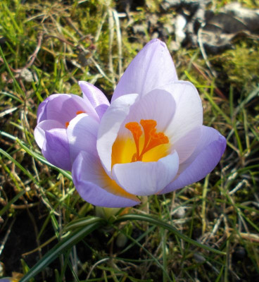 DSCN3717_Crocus_non_Prins_Claus.jpg