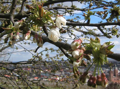 Kirschbluete_20080318.jpg