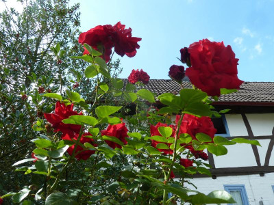 Rosa von Scharfenberg_P1050985.JPG