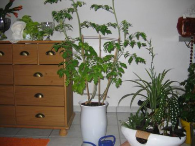 Groenanderung_IMG_2008.JPG