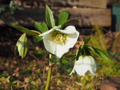 Helleborus Orientalis weißer Sämling P3010137.JPG