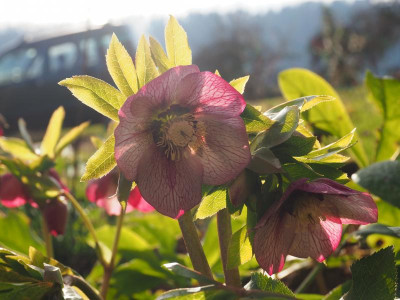 Helleborus Orientalis dunkle Nektarien P3010138.JPG