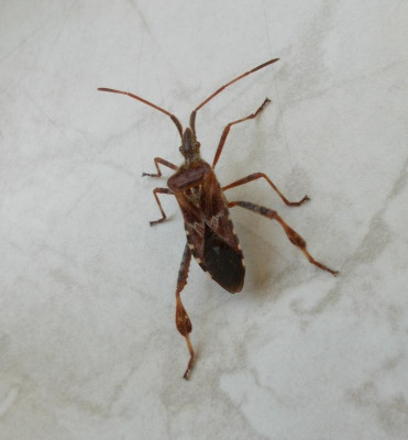 DSCN3675_Leptoglossus_cf_occidentalis.jpg