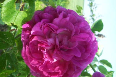 100_0218_Reine_des_Violettes.jpg