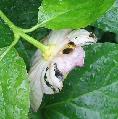 Sinocalycanthus_chinensis_2_fars_2008.jpg