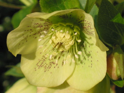 Gelbe_Helli_2_R_08.jpg
