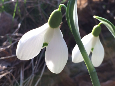 2022-03-02 'Anne of Geierstein' 2.jpg