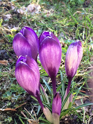 2022-03-02 Crocus.jpg