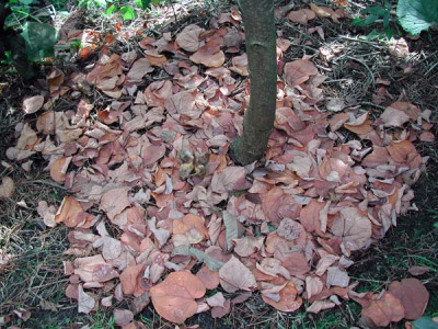 cercidiphyllum_japonicum_12.jpg