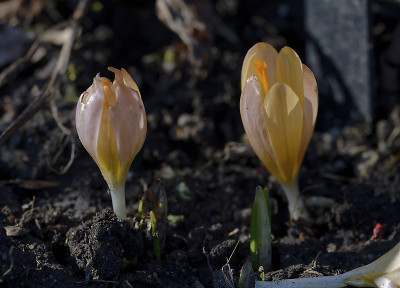 DSC_4485_DxO_DxO.jpg