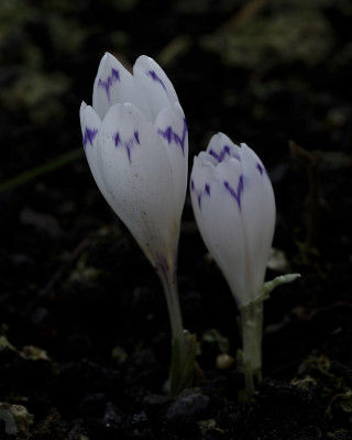 DSC_4491_DxO_DxO.jpg