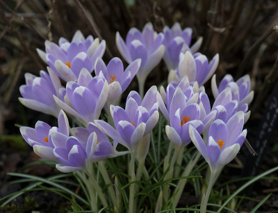 DSC_4322_DxO_DxO.jpg
