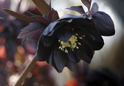 DSC_4479_DxO_DxO.jpg