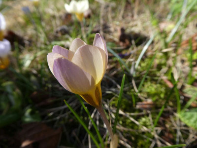 Crocussämling 220302 k.jpg