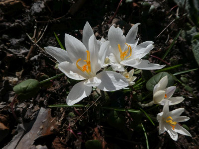 Crocus tom 'Albus' 220301 k.jpg