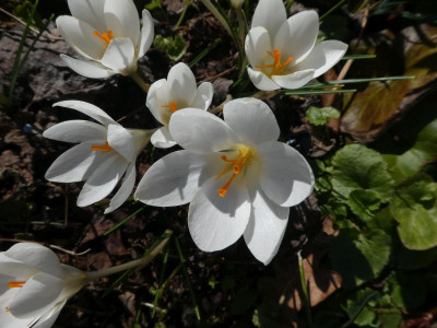Crocus weldinii ssp albiflorus k.jpg