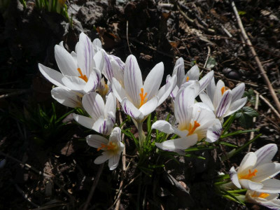 Crocus versicolor 220301 k.jpg