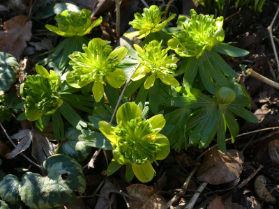 Eranthis AaJR 2203001 k.jpg
