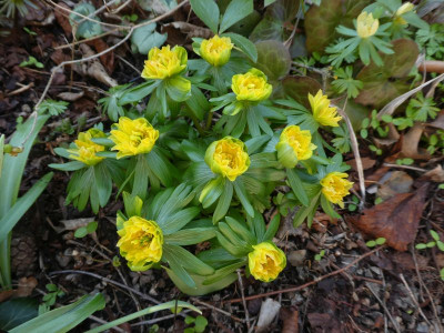 Eranthis hyemalis 'flore pleno'220302' k.jpg