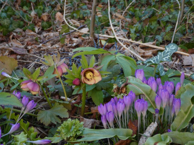 Helleborus und allerlei 220301 k.jpg