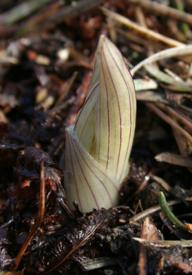 IMG_3460_eDisporum_megalanthum_Austrieb.JPG