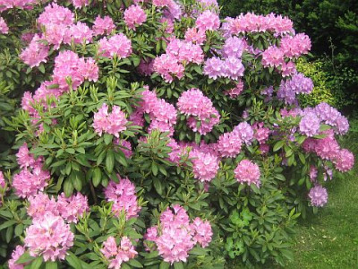 Rhododendron_Hybride_Catawbiense_Grandiflorum3.jpg