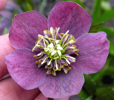 Helleborus_lila_anem._06.jpg